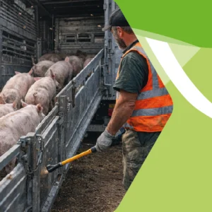 Corso di Formazione sul Benessere Animale per Trasportatori Degli Ungulati